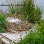 Canada Geese Eggs