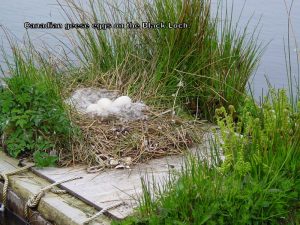 Canada Geese Eggs