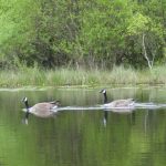 Barnacle Geese On The Black Loch