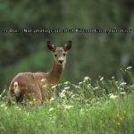 Roe Deer
