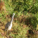 Heron