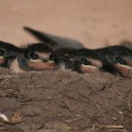Swallows In the nest