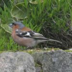 Chaffinch In The Garden