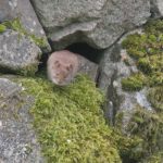 Fieldmouse