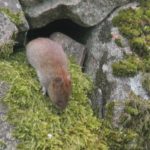 Fieldmouse