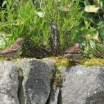 House Sparrows