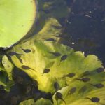 Tadpoles In The Black Loch
