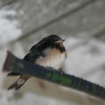 Baby Swallow From Nest In The Stable