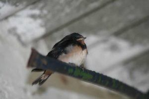 Baby Swallow From Nest In The Stable