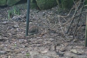 In the garden
