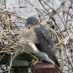 Sparrow Hawk