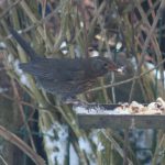 Thrush