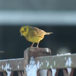 Yellowhammer