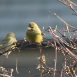 Greenfinches