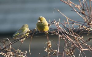Greenfinches