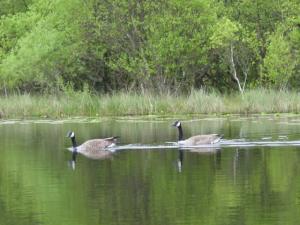 Barnacle Geese On The Black Loch