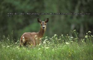 Roe Deer