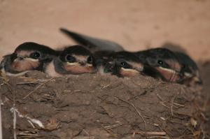 Swallows In the nest