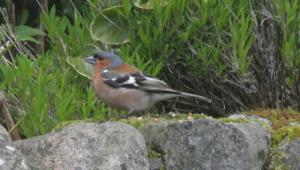 Chaffinch In The Garden