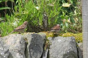 House Sparrows