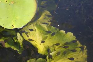 Tadpoles In The Black Loch