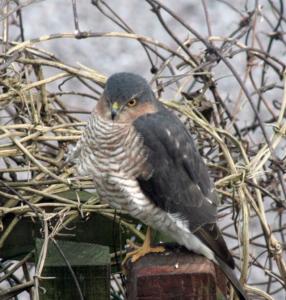 Sparrow Hawk