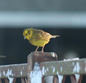 Yellowhammer