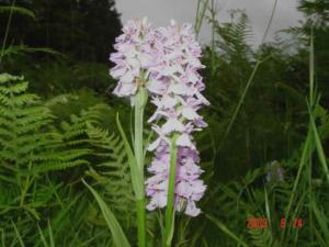 Marsh Orchid