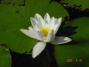 White Water Lily