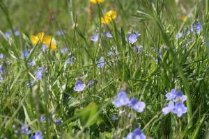 Speedwell