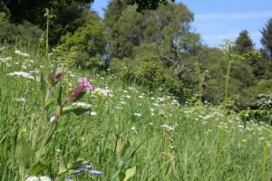 Pink Campion