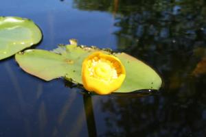 Yellow Water Lily