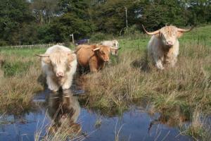 Highlanders Keeping Cool