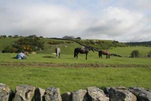 Horses Relaxing