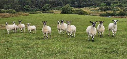 The sheep are Scotch Mules, the tried and trusted breed for Scottish sheep farmers.  A Scotch Mule is a cross between a Black Face female and Blue Leicester.  The Black Face gives good maternal qualities and the Leicester is a strong well built sheep.  