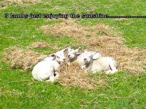 Lambs