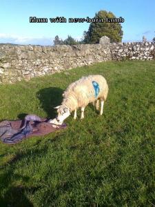 Sheep with new Lamb