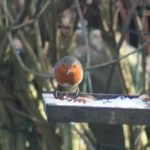 robin