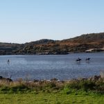 Rough Island